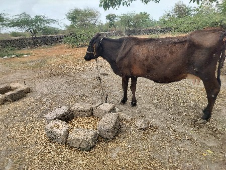 એચએફ ગાય વેચવાની છે
