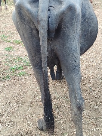 ભેસ