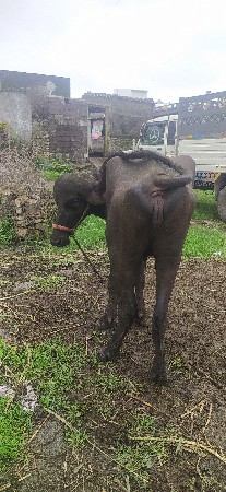 ખડેલી વેચવાની છે