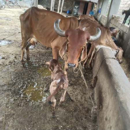 હોડકી વેચવાની છે