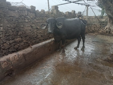 ભેંસ વેચવાની છે.