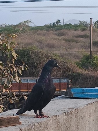 marvada no joto chhe