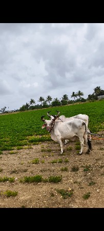 બળદ વેસવા ના
