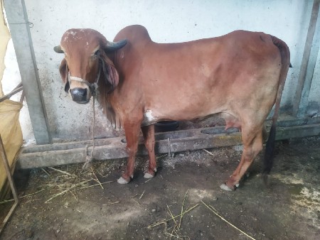 પેલા વેતર ની ગીર ઓડકી વેચવાની