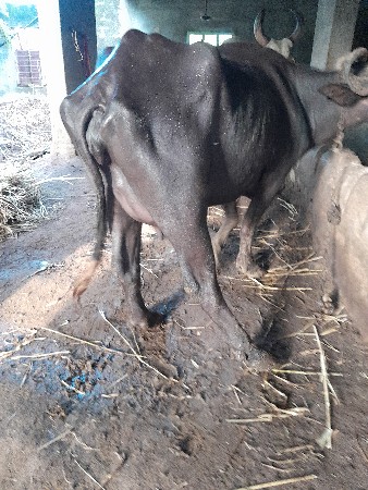 આ ભેસ વેચવા ની છે