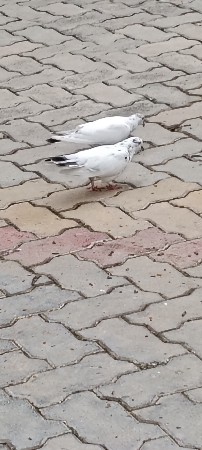 કબુતર વેચવાના છે