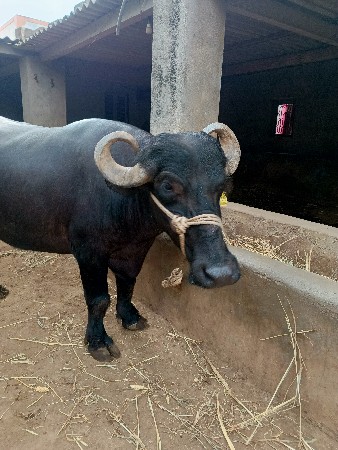 ભેંસ વેચવા ની છે