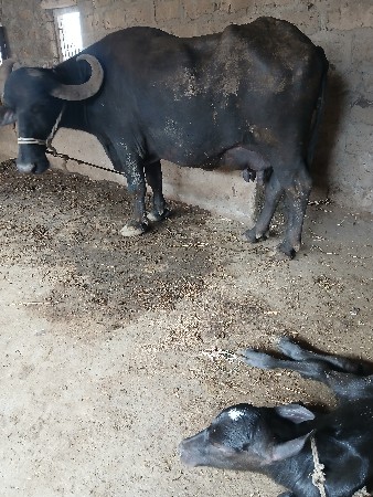 ભેસ વેસવાની છે