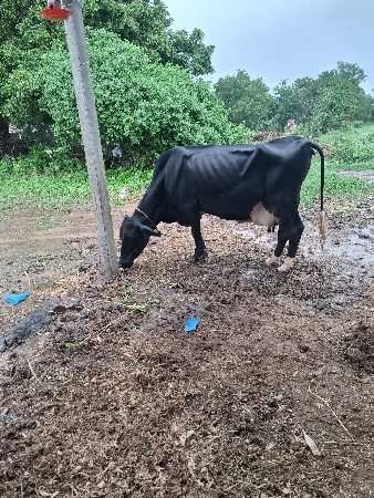 વેચવાની