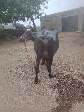 કાના.   ચાવડા.