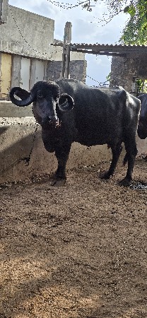 ભેંસ વેચવાની છે
