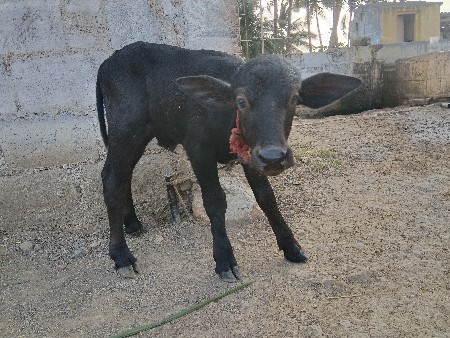 ભેંશ વેચવાની છે