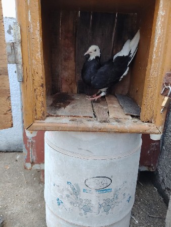 કબૂતર દેવાના સે 6 નંગ