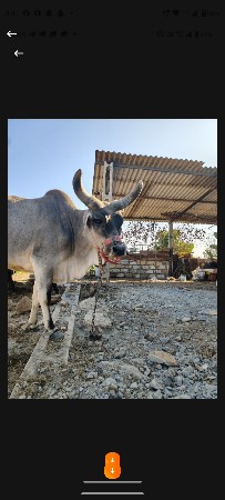 કાંકરેજ ગાય વેચવાની છે
