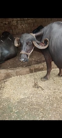 આ ભેંસ વેચવાની છે