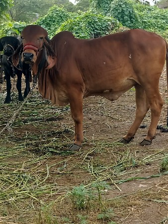 vasadi