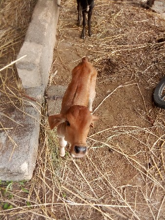 ગાય વેચવાની છે