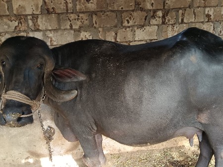 ભેંસ વેચવાની છે