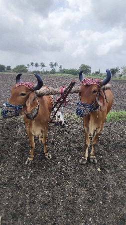 ગોઢલા વેચવાના છે