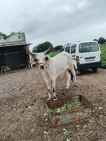 પેલી  ધર્