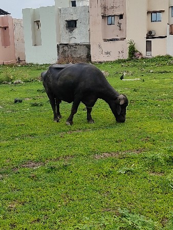 ભેંસ વેચવાની છે