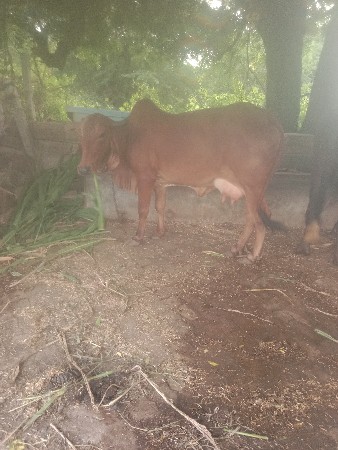 ગાય વેચવાની છે