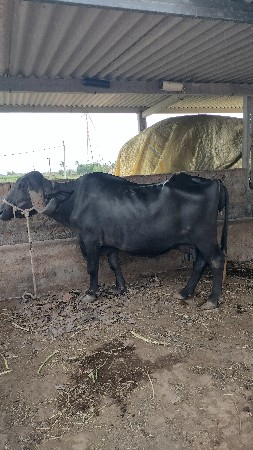 ભેંશ વેચવાની સે