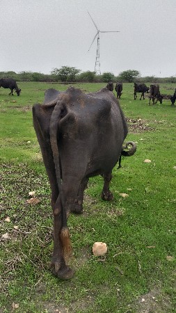 ભેંશ વેચવાની છે