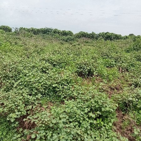 જમીન વેચવાની છે