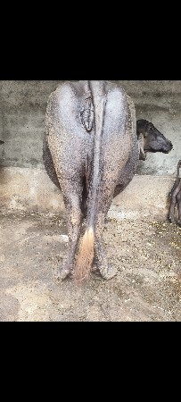 ભેંસ વેચવાની છે
