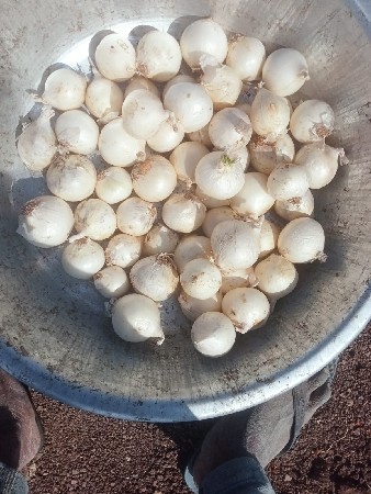 સફેદ ડુંગળી બિયારણ
