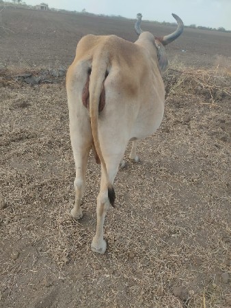 ગાય વેચવાની છે સોજીછે વીયાસે