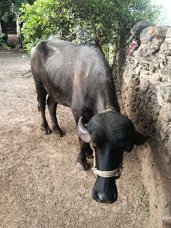 બે પાડિયું એક ખડેલું વેચવાના