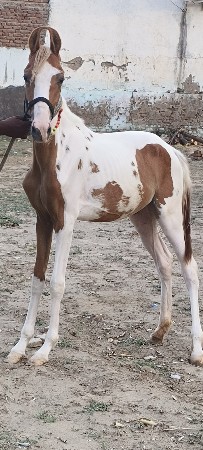 વછેરી ઘોડી વેચવાની છે
