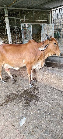 વેચવાની સે