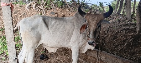 ગોઢલા વેચવાના છે