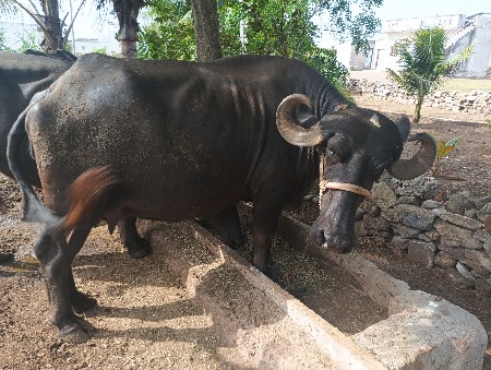 ભેંસ વેચવાની છે