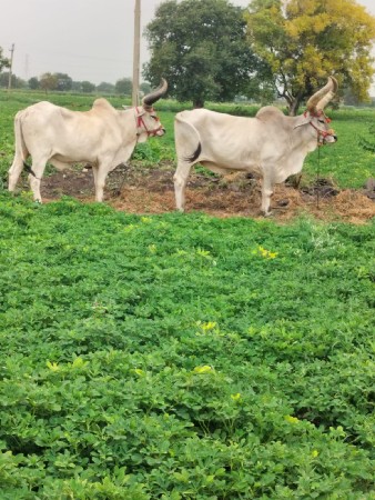 વઢીયારા બડધ વેચવાનાછે