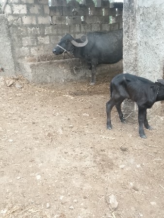 ભેંસ વેચવાની છે