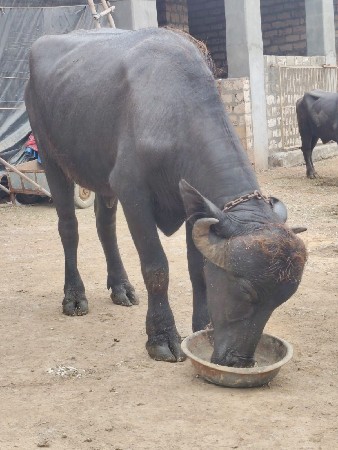 ખડેલી વેચવાની છે