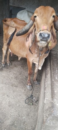 ગાય