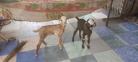 બોકડો