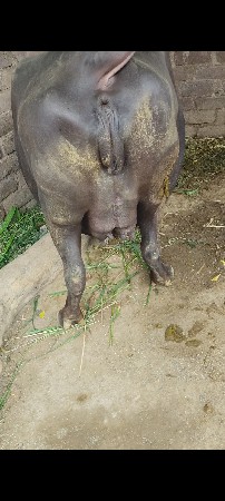 ભેંસ વેચવાની છે