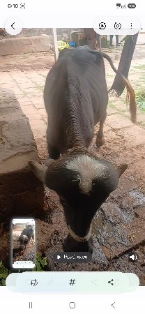 બેજાફરીખળેલુપાડીયુવેસવાનીસેસારાવેલા