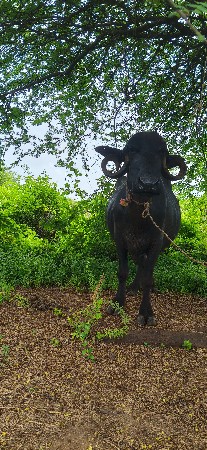 ભેંસ વેચવાની છે