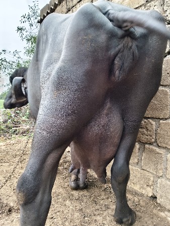 ભેંસ વેચવાની છે