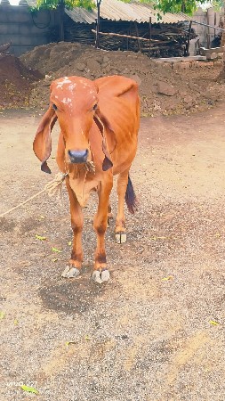 વાછડી