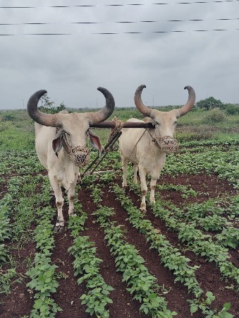 બળદ વેચવાના સે