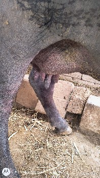 ભેંસ વેચવાની છે