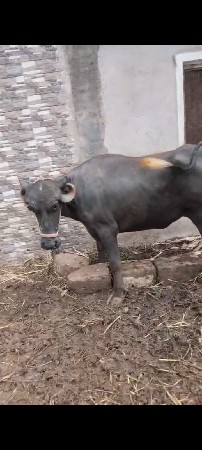 ખડેલી વેચવાની છે